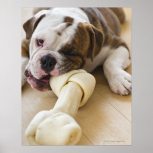 Póster EUA, New-jersey, Jersey City, filhote de cachorro