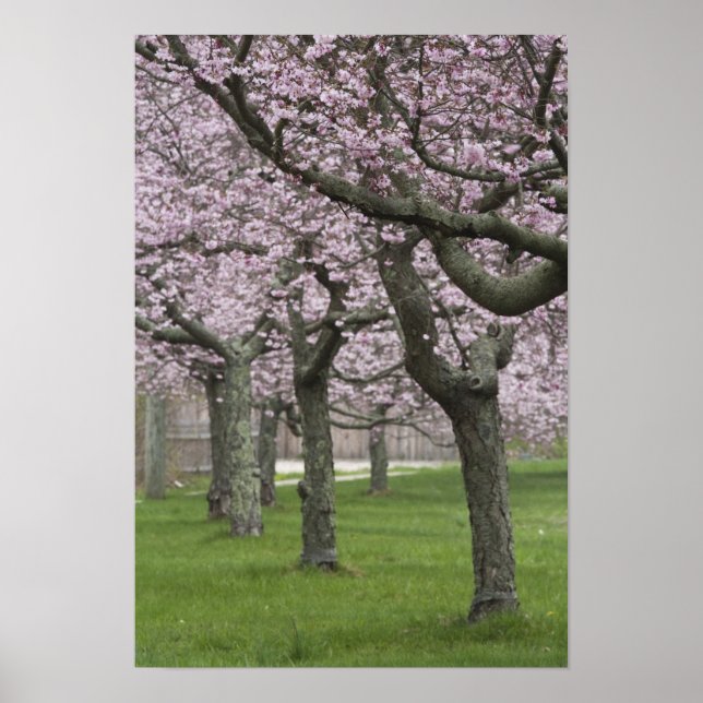 Poster EUA, Nova Iorque, East Hampton. Cerejeiras em (Frente)