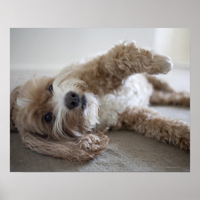 Póster EUA, Nova Iorque, Nova Iorque, Brooklyn, Cockapoo (Frente)