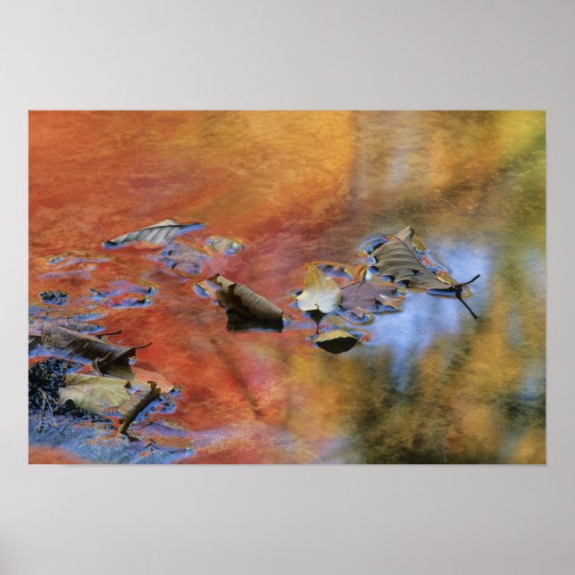 Póster EUA, Nova York, Adirondacks, Fallen sai em (Frente)