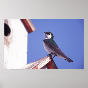 Poster EUA, Oregon. Andorinha Violeta-Verde Tachycineta