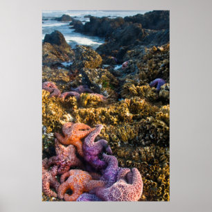 Poster EUA, Oregon. Estrela do mar e estrelas de mar
