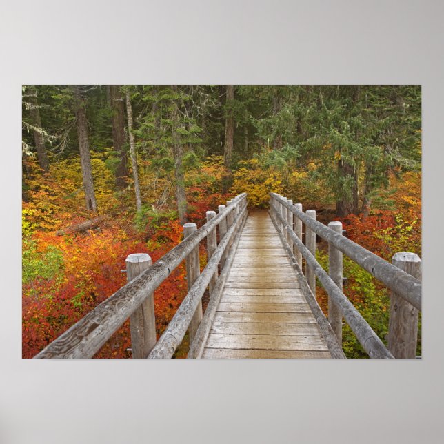 Póster EUA, Oregon, Floresta Nacional Willamette. (Frente)