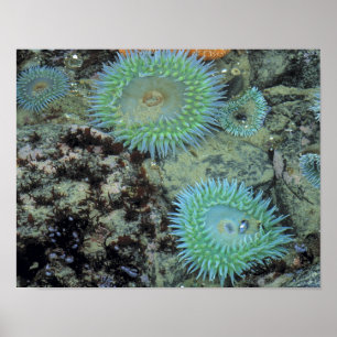 Poster EUA, Oregon, Nepture SP. Mar com tons de joia