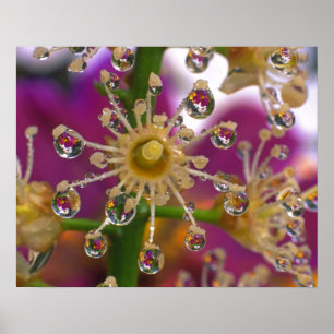 Poster EUA, Oregon, Portland. As flores do Cosmos reflete