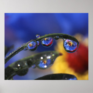 Poster EUA, Oregon, Portland, Close-up de joaninha