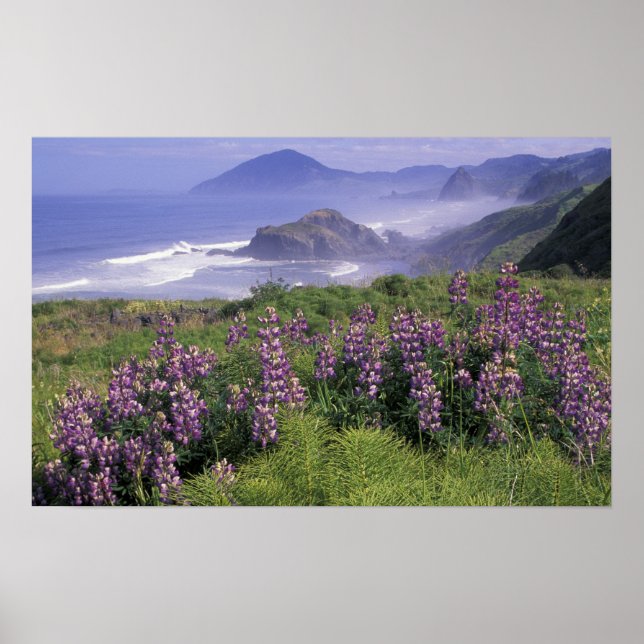 Poster EUA, Oregon, praia Nesika. Lupine e Oregon (Frente)