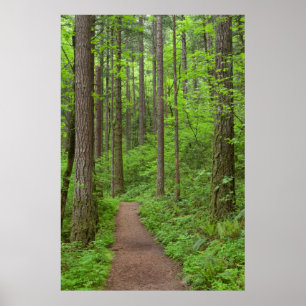 Poster EUA, Oregon, Rio Columbia Gorge. Elowah Falls