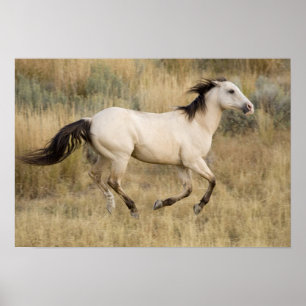 Poster EUA, Oregon, Seneca, Ponderosa Ranch. Cavalo