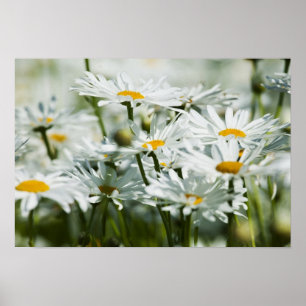 Poster EUA, Oregon, Willamette Valley, Seletive
