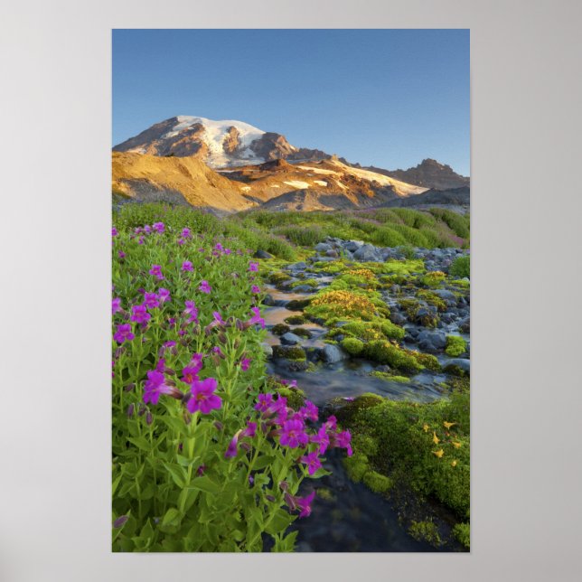Póster EUA, Parque Nacional Rainier, Washington. (Frente)