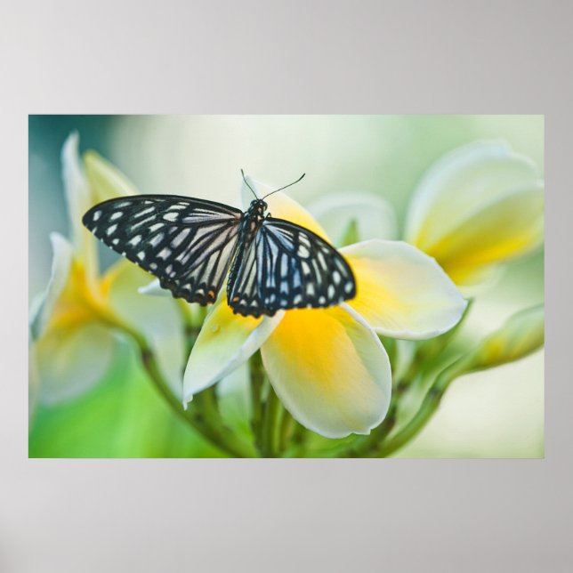 Póster EUA, Pensilvânia. Borboleta (Frente)