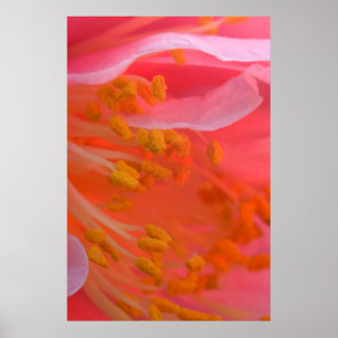 Póster EUA, Pensilvânia. Camélia flor perto
