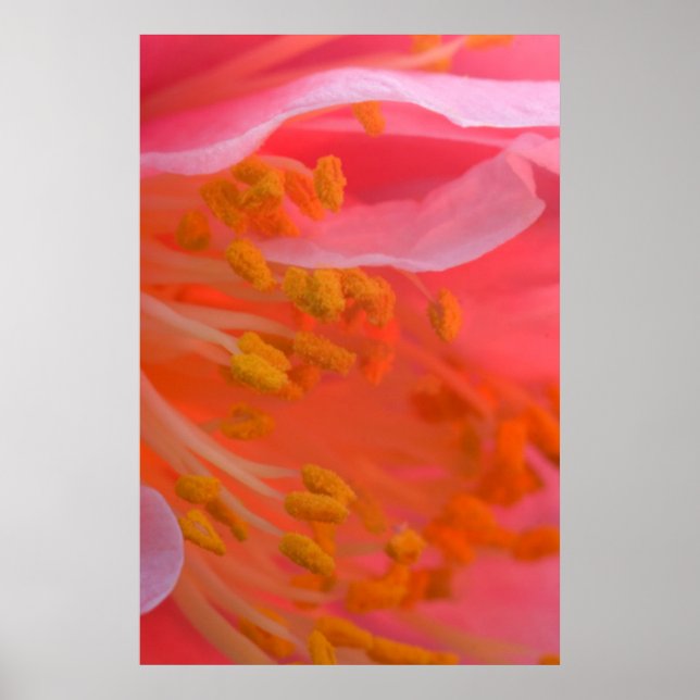 Póster EUA, Pensilvânia. Camélia flor perto (Frente)