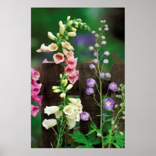 Póster EUA, Pensilvânia. Dedaleira e delphinium