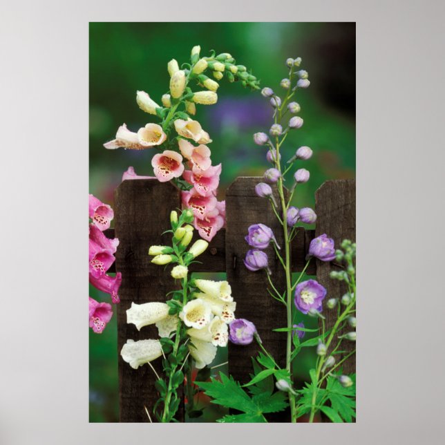 Póster EUA, Pensilvânia. Dedaleira e delphinium (Frente)