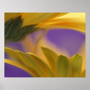 Póster EUA, Pensilvânia. Gerbera Daisies amarelas, close