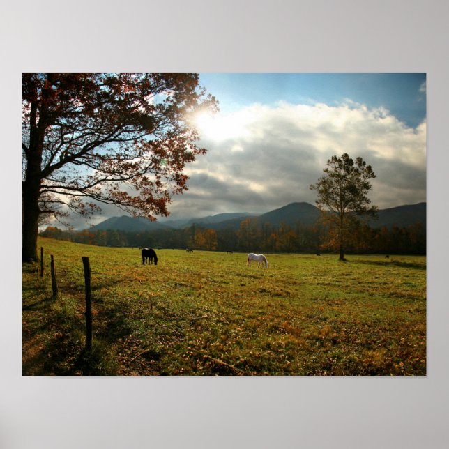 Póster EUA, Tennessee. Cavalos Em Cades Cove Valley (Frente)
