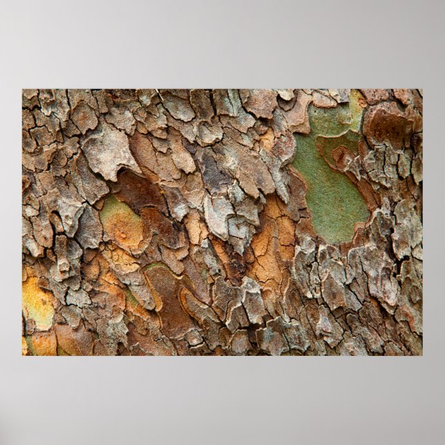 Póster EUA, Tennessee, fechamento do Latido em uma árvore (Frente)