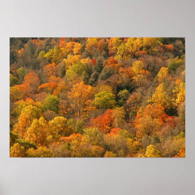 Poster EUA, Tennessee. Folhagem 2 (Frente)