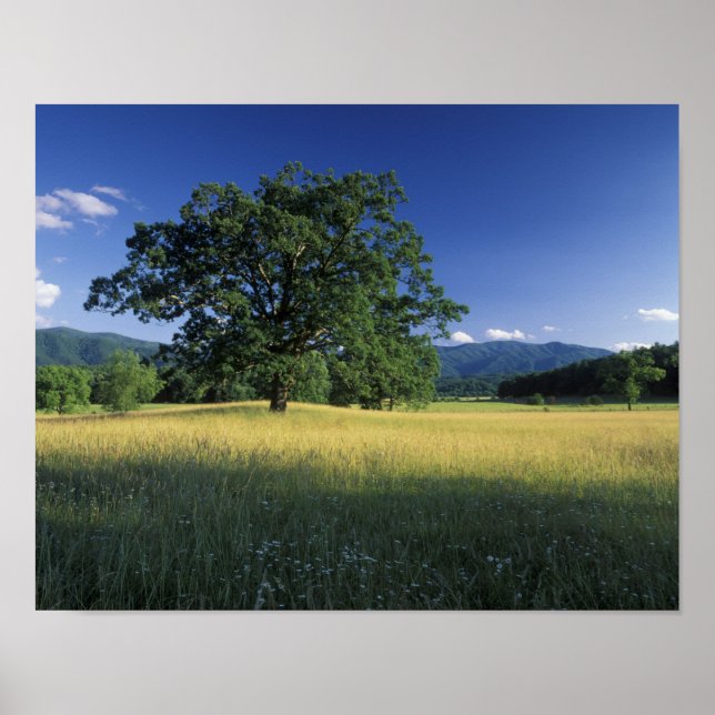 Poster EUA, Tennessee. Grandes Montanhas Smokey 2 (Frente)