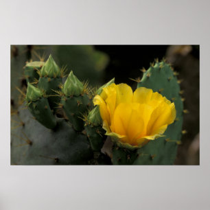 Póster EUA, Texas, Cacto de Pera Espinhosa em flor.