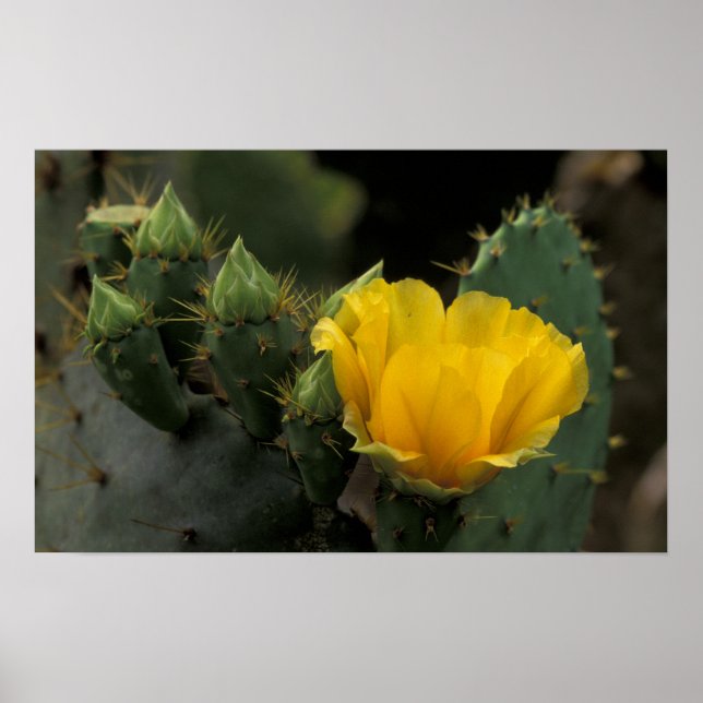 Póster EUA, Texas, Cacto de Pera Espinhosa em flor. (Frente)