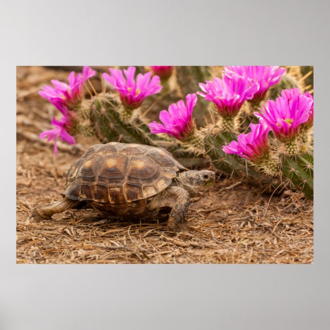 Póster EUA, Texas, condado de Hidalgo. Tortoise (Frente)