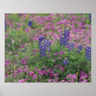 Póster EUA, Texas Hill Country. Bluebonnets entre o flox