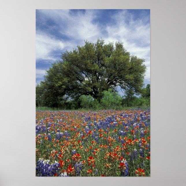 Póster EUA, Texas, Marble Falls Paintbrush e (Frente)