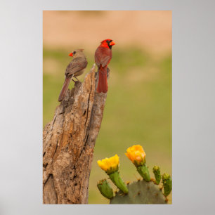 Póster EUA, Texas, o Condado de Hidalgo. Pares cardinais