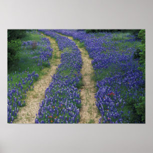 Poster EUA, Texas, perto de Marble Falls, Faixas em azul