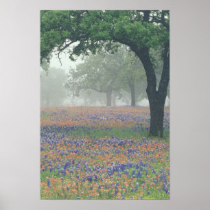 Póster EUA, Texas. Pincel de Texas e bluebonnets