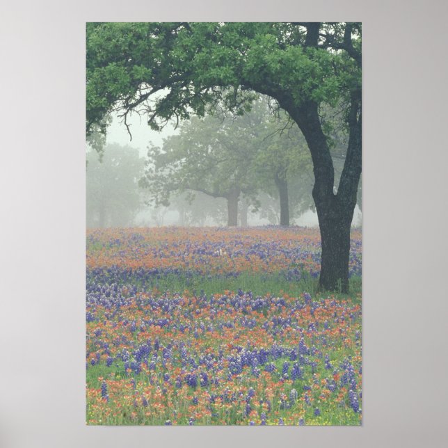 Póster EUA, Texas. Pincel e bluebonnets do Texas (Frente)
