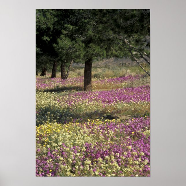 Poster EUA, Texas, Sand Verbena e Brown-Eyed (Frente)