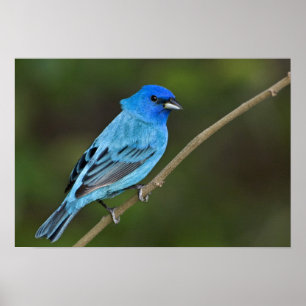 Póster EUA, Texas, South Padre Island