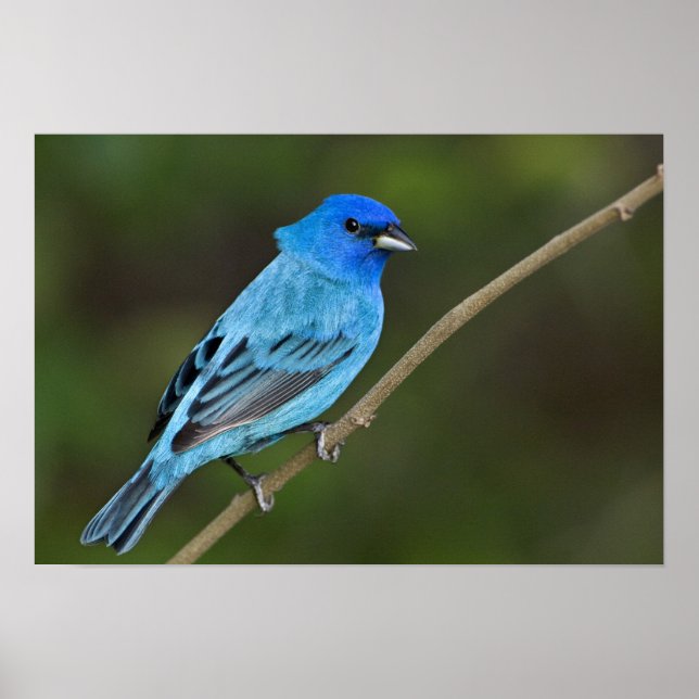 Póster EUA, Texas, South Padre Island (Frente)