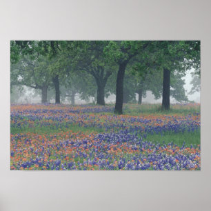 Póster EUA, Texas, Texas Hill Country Campo expansivo
