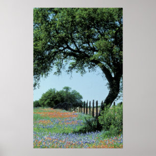 Póster EUA, Texas, Texas Hill Country Paintbrush e