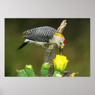 Póster EUA, Texas, Vale do Rio Grande, McAllen. Masculino