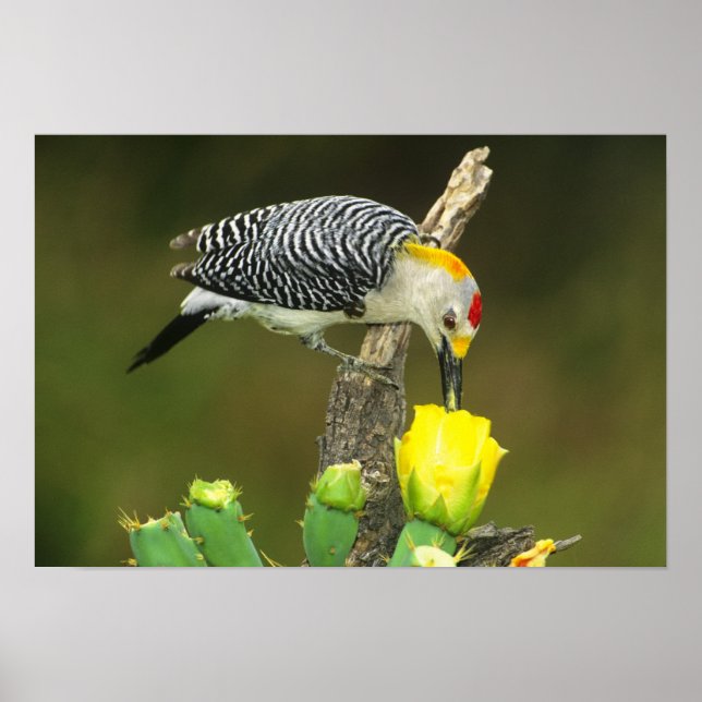 Póster EUA, Texas, Vale do Rio Grande, McAllen. Masculino (Frente)