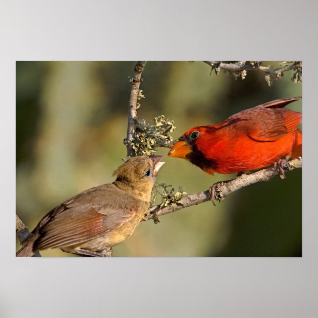 Poster EUA, Texas, Vale do Rio Grande, McAllen. Mated (Frente)