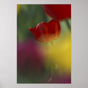 Póster EUA, Utah, Cache Valley Tulips em um jardim