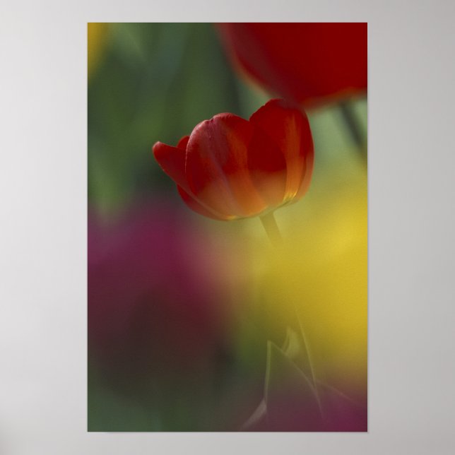 Póster EUA, Utah, Cache Valley Tulips em um jardim (Frente)