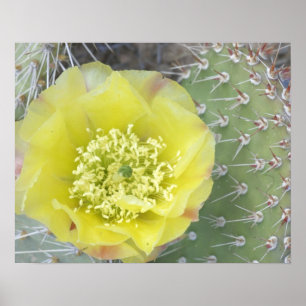 Póster EUA, Utah, Canyonlands, NP, Desert Prickly Pear