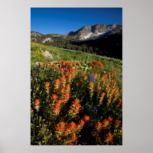 Poster EUA, Utah, Floresta Nacional Uinta-Wasatch-Cache (Frente)