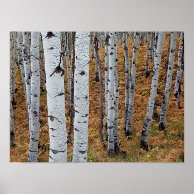 Póster EUA, Utah, Uinta-Wasatch-Cache Floresta Nacional 2 (Frente)