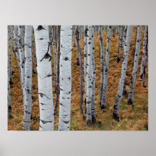 Póster EUA, Utah, Uinta-Wasatch-Cache National Forest 2