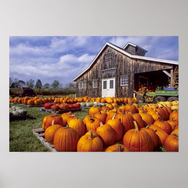Póster EUA, Vermont, Shelbourne, Pumpkins (Frente)