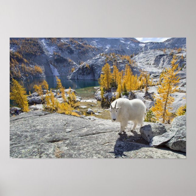 Póster EUA, WA, Alpine Lakes WIlderness Enchantments. (Frente)
